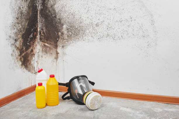 Best Crawl Space Mold Removal  in Coram, NY