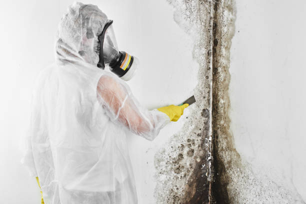 Mold Removal Process in Coram, NY