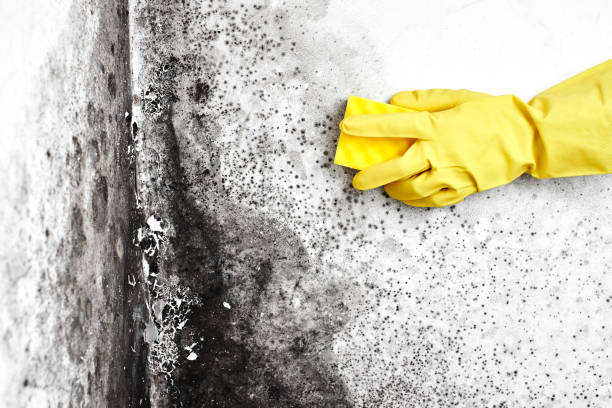 Best Professional Mold Removal  in Coram, NY