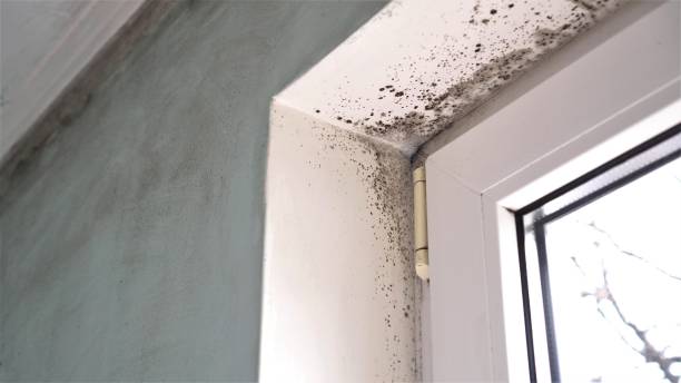 Best Toxic Mold Removal  in Coram, NY