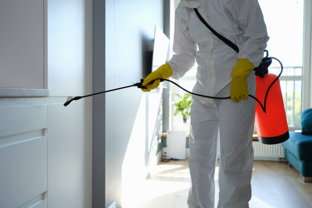 Best Mold Removal Process  in Coram, NY