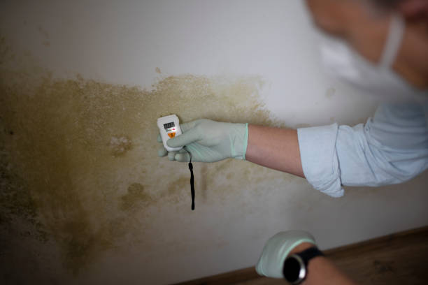Home Mold Removal in Coram, NY