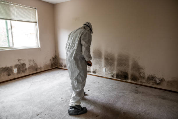 Best Mold Cleaning Services  in Coram, NY