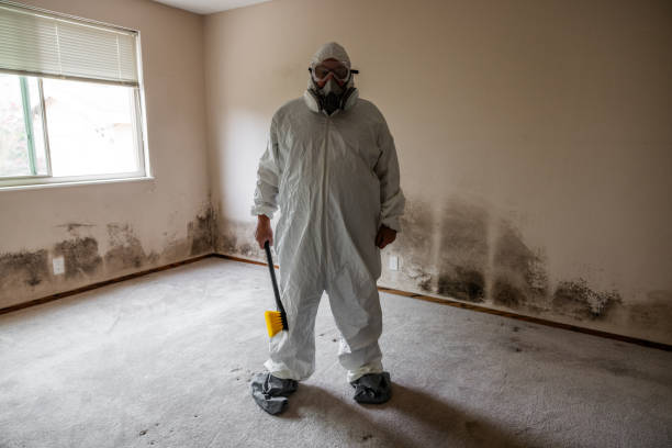Best Fast Mold Removal  in Coram, NY