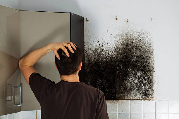 Best Mold Remediation  in Coram, NY