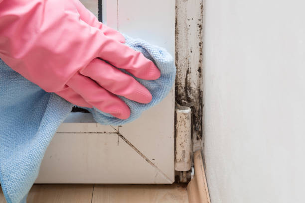 Best Home Mold Removal  in Coram, NY