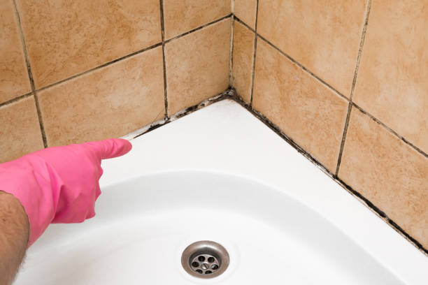Best Professional Mold Removal  in Coram, NY
