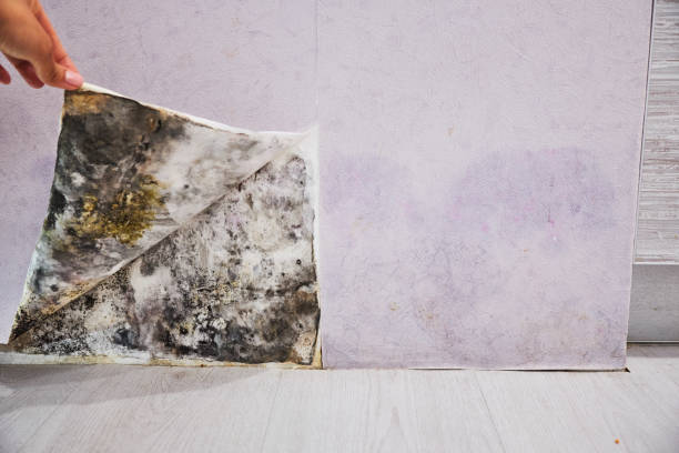 Best Commercial Mold Removal  in Coram, NY